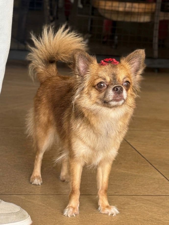 Chihuahua do plantel Ágape 1