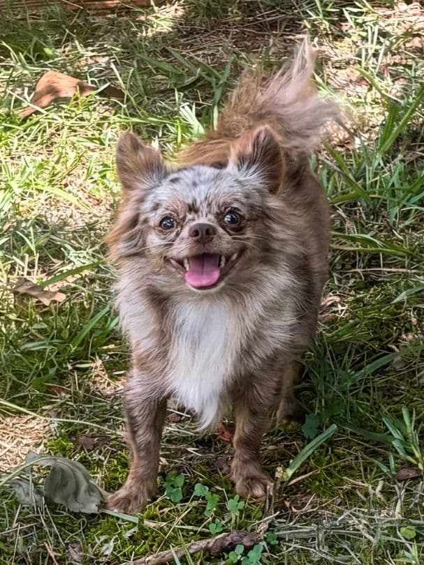 Chihuahua do plantel Ágape 2