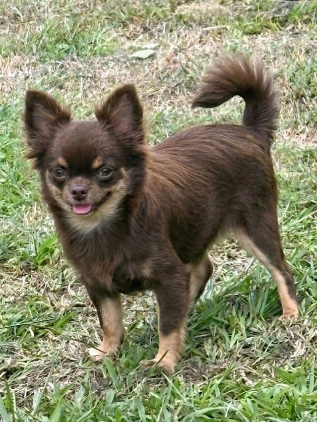 Chihuahua do plantel Ágape 3