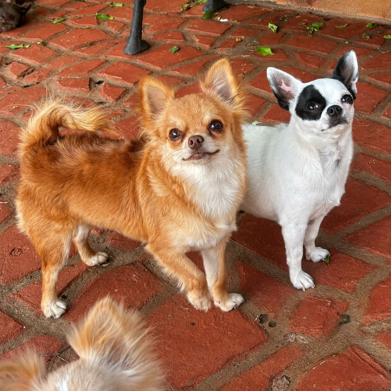 Chihuahua do plantel Ágape 4