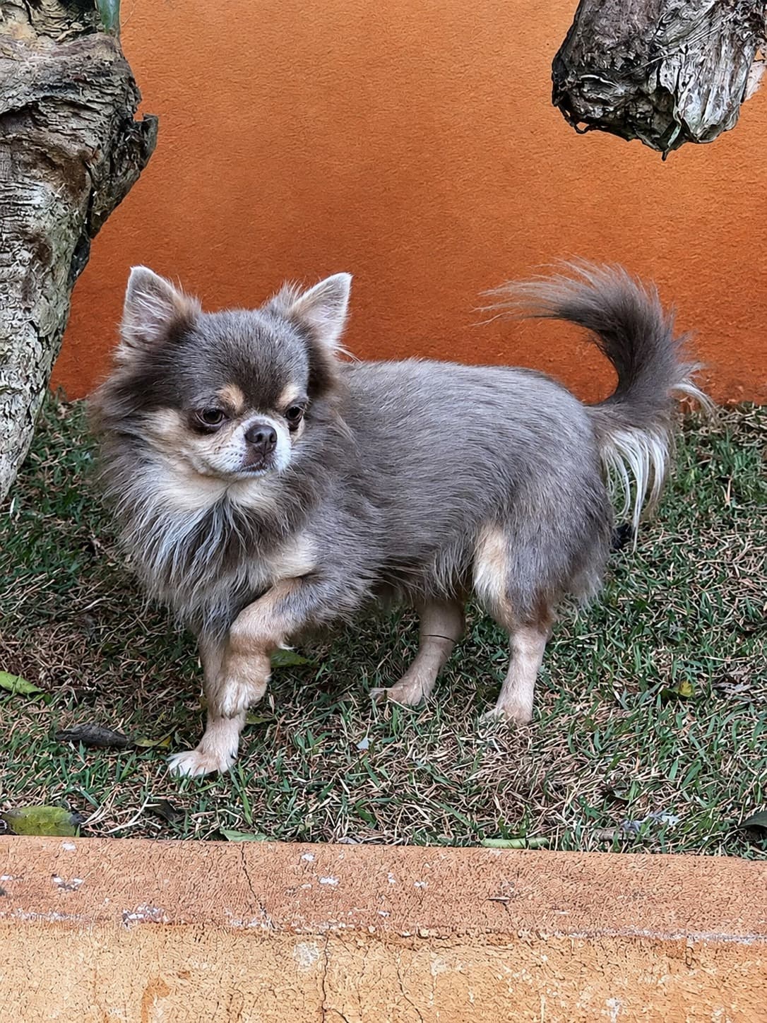 Chihuahua do plantel Ágape 5