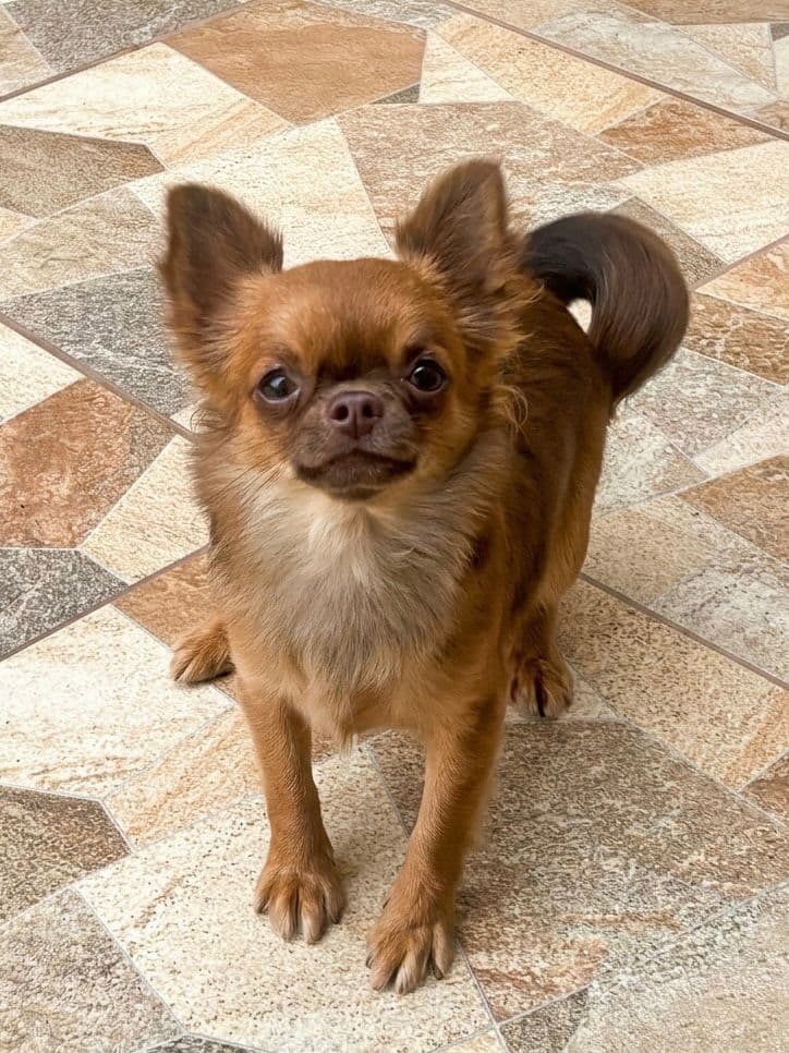 Chihuahua do plantel Ágape 6