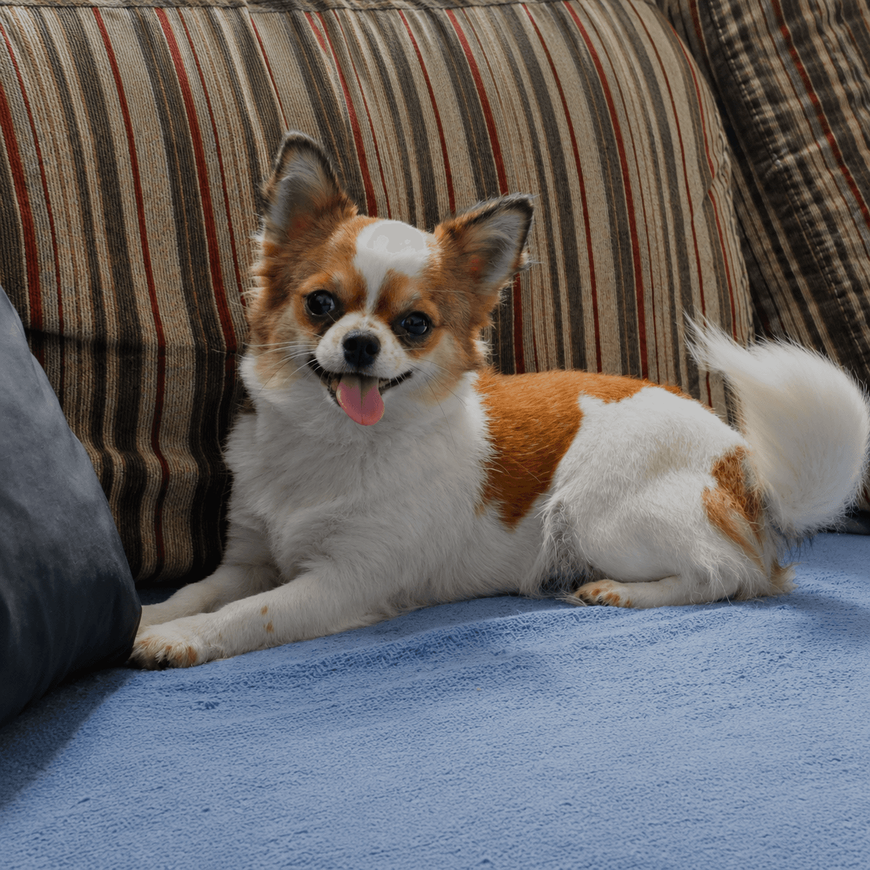 Chihuahua do plantel Ágape 7
