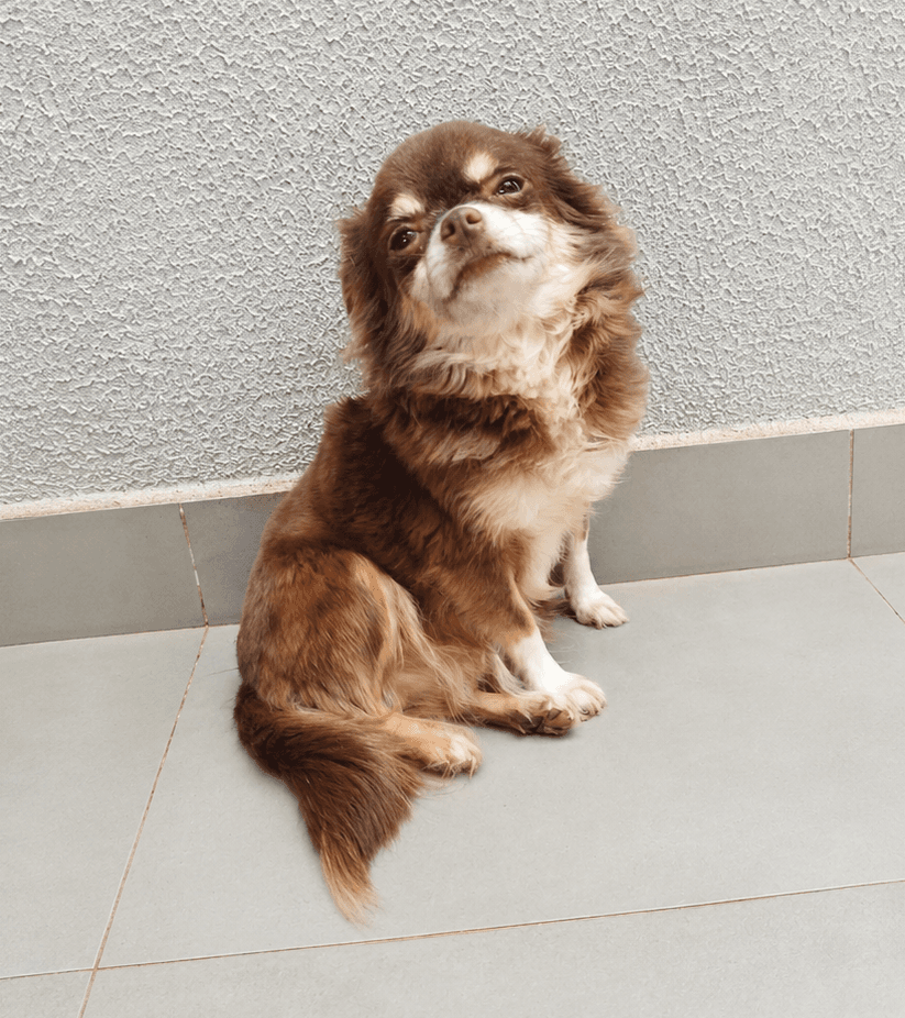 Chihuahua do plantel Ágape 8