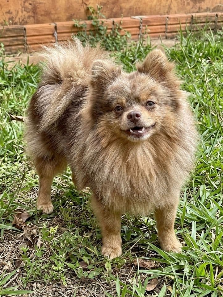 Spitz Alemão do plantel Ágape 3