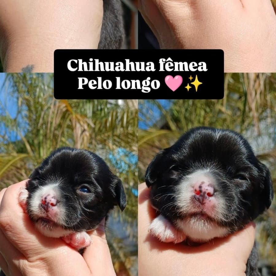 Fêmea preta e branca