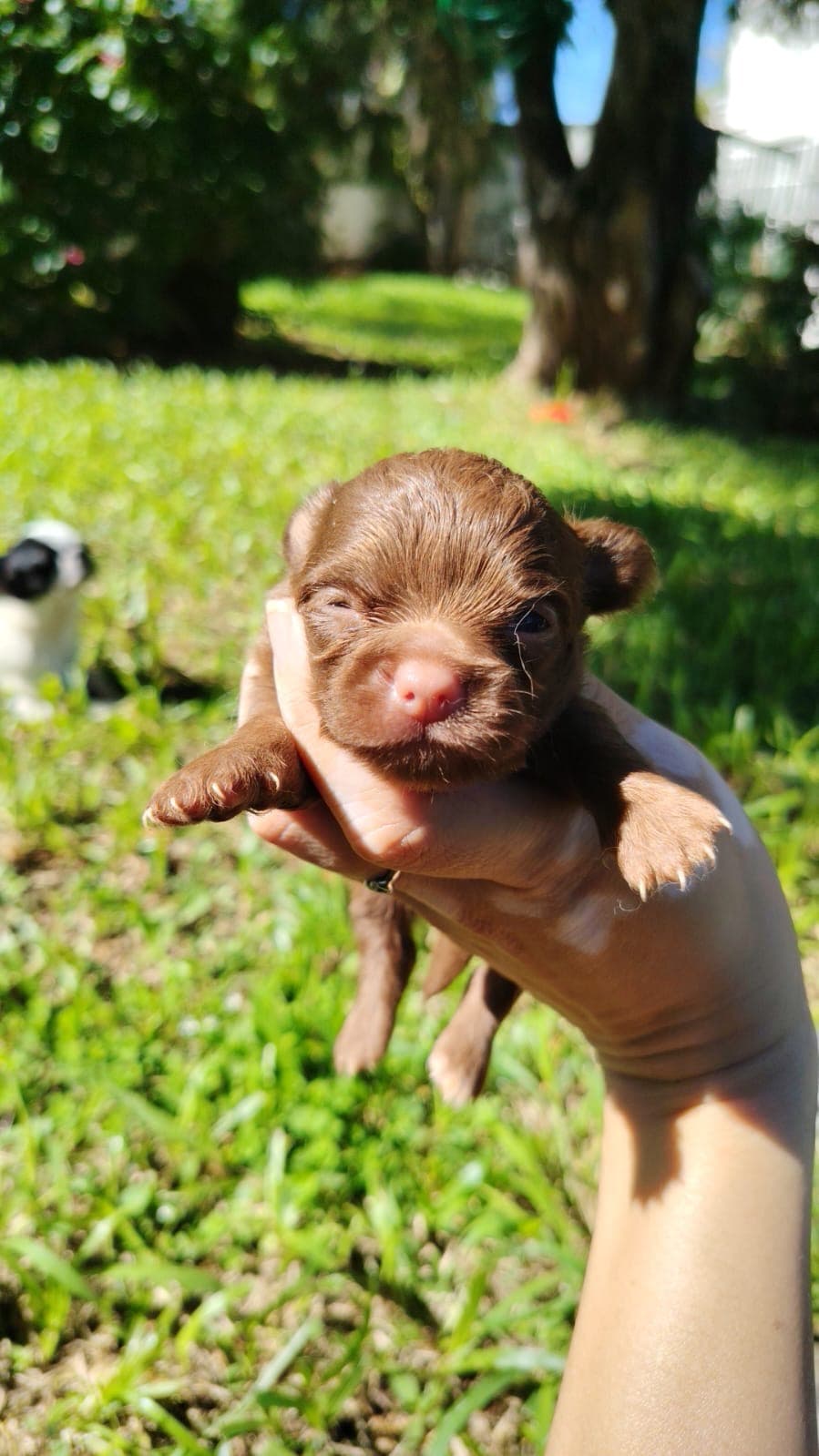 Chihuahua