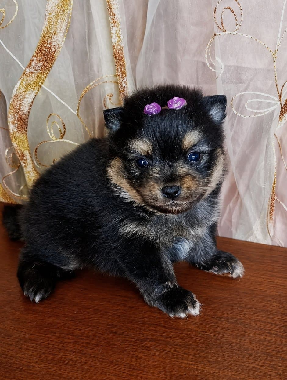 Spitz Alemão